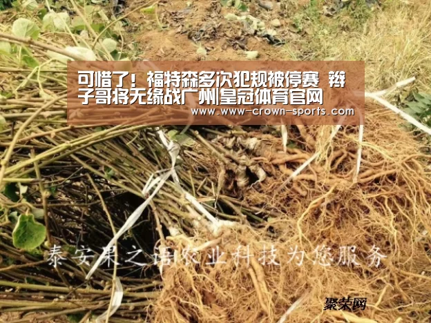 可惜了！福特森多次犯规被停赛 辫子哥将无缘战广州|皇冠体育官网